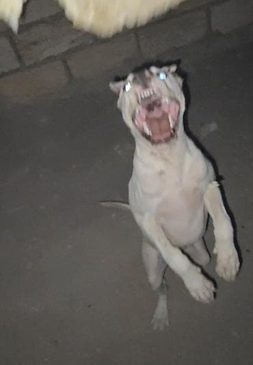 pitbul itleri: Pitbul, 6 ay, Erkək, Peyvəndli — 3