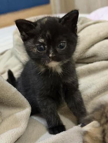 pişiy: Şotland yastı qulaq — 4