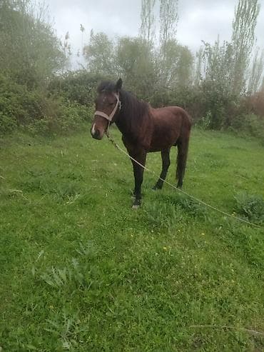 Erkək, il: 5, Ünvandan götürmə