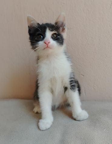 pulsuz video cat: Erkək, Dişi, Yaxşı əllərə — 8