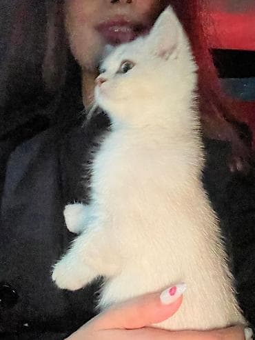 Gəmiricilər: Şotland — 4