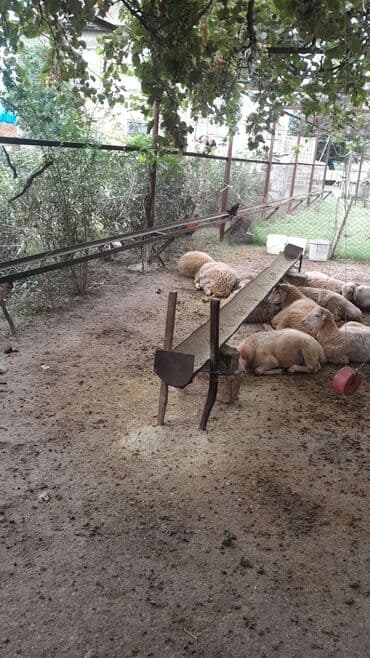 рынок животных в баку: Erkək, il: 7, 55 kq, Ətlik, Ünvandan götürmə — 1