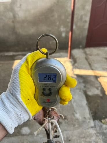 kayuqa ordək: Erkək, | Lal ördək, Ətlik, Ünvandan götürmə — 3