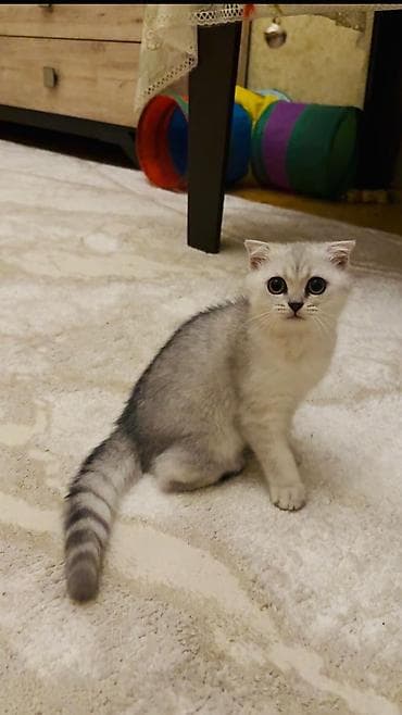 Heyvanlar: Şotland qıvrım qulaqlı balaca pişiklər - Cins: Scottish Fold (qıvrım — 2
