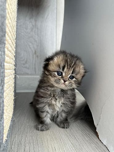 ev pisik: Şotland — 3