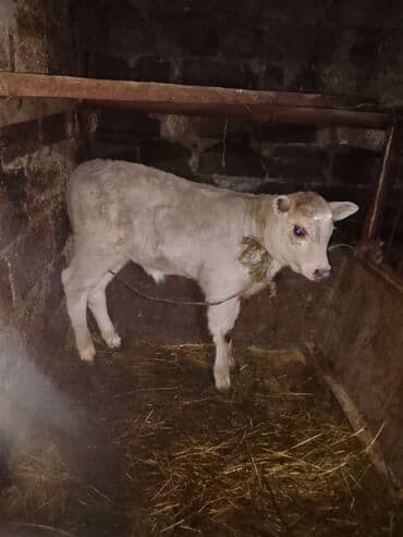 Ağ rəngli dana - Növ: mal-qara, dana - Rəng: açıq krem/ağ, baş və