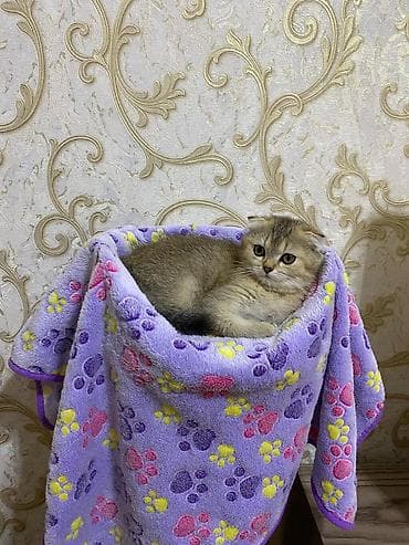 ev meymunları: Balaca pişik balası – krem rəngli tüklər, iri mavi gözlər, qısa — 8