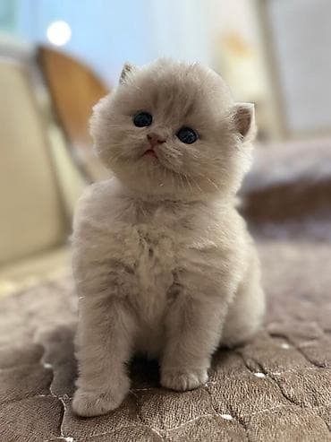 pişik oyuncaq: Şotland — 1