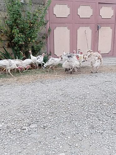 karella qus: Hinduskalar — 2