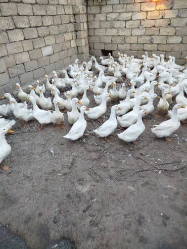 2 ayliq cuceler: Ağ ördəklər – təsərrüfat üçün - Rəng: ağ lələklər, narıncı dimdik və — 1