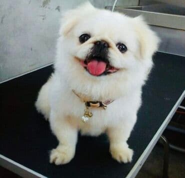 it alıram: Pekines, 2 ay, Peyvəndli, Ünvandan götürmə — 1