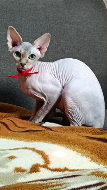 pişik siyam: Котята канадского сфинкса Здоровые, активные, приучены к горшку — 3