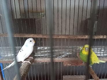 karella qus: Sağlam erkəy və dişi papuqaylar satılır Təsvir: - Rənglər: biri tam — 2