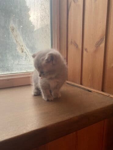 щенок в добрые руки: Şotland, Yaxşı əllərə — 4