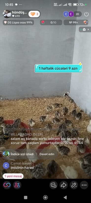 Erkək, Ətlik, Ödənişli çatdırılma