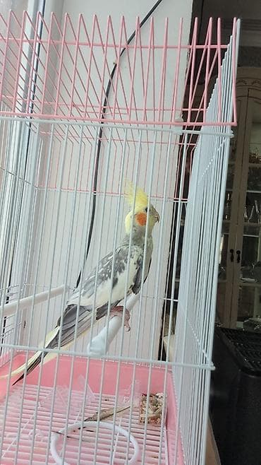 quş: Nimfa (Cockatiel) tutuquşu qəfəsi ilə birlikdə - Növ: Nimfa tutuquşu — 2