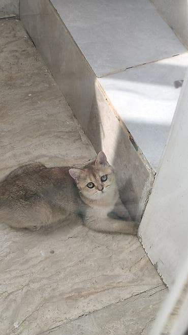 Şinşilla, Erkək, Yaxşı əllərə, Ödənişli çatdırılma