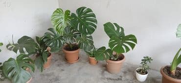 Təbii monstera bitkisi, yaşıl yarpaqları və xarakterik kəsilmiş lalafo.az -da Təbii monstera bitkisi, yaşıl yarpaqları və xarakterik kəsilmiş