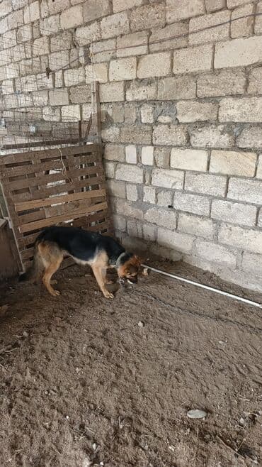 Alman çoban iti, Peyvəndli