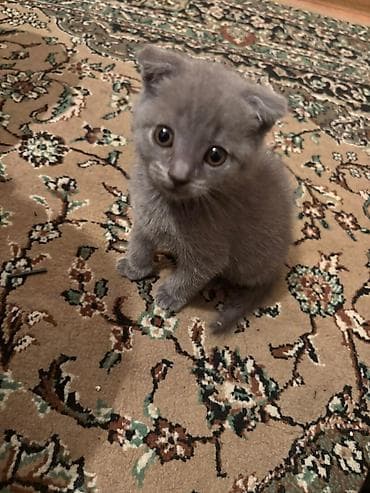 Şotland yastı qulaq — 1