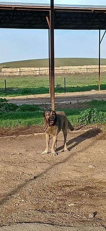 it darağı: Kanqal, 1 il, Dişi, Peyvəndli, Ödənişli çatdırılma — 6