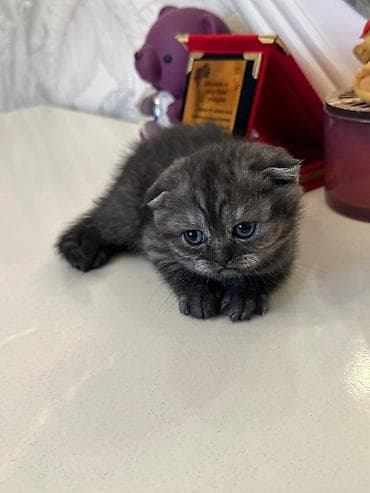 Akvariumlar: Şotland — 9