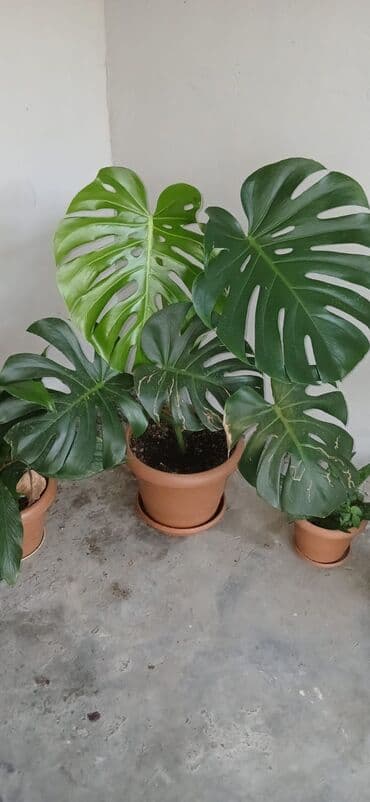 Digər bitkilər: Təbii monstera bitkisi, yaşıl yarpaqları və xarakterik kəsilmiş — 5