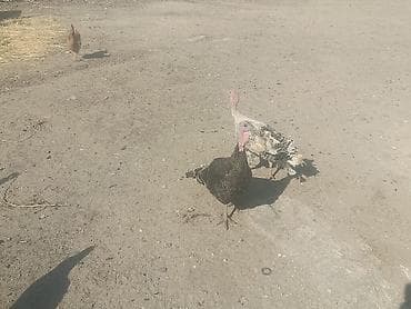 Kənd təsərrüfatı quşları: Salam tam sağlam heyvanları 9 ədədi 5 Erkeyi 4 dişi yumurta — 3