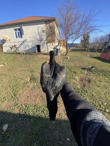 Xoruz, il: <1, Ünvandan götürmə, Ödənişli çatdırılma, Rayonlara çatdırılma lalafo.az -da Xoruz, il: <1, Ünvandan götürmə, Ödənişli çatdırılma, Rayonlara çatdırılma