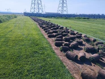 suni qazon qiyməti: Rulon qazon - Peşəkar qazon plantasiyasından kəsilib rulon halında — 2