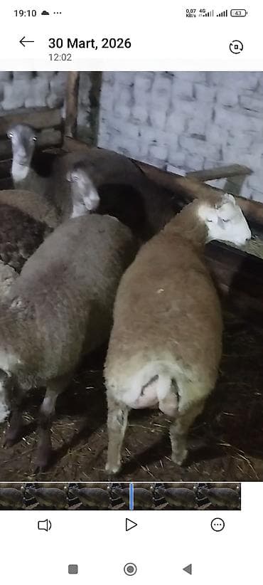 hinduşka əti qiyməti: Əmlik quzu . tərəzi ilə 9.50 . Reyal alıcı narahat etsin boş bekar — 1