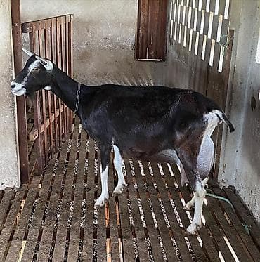 Alpin kecisi birinci balasidi bala 1 ayliqdi saglam sudu 3.2 kq — 1