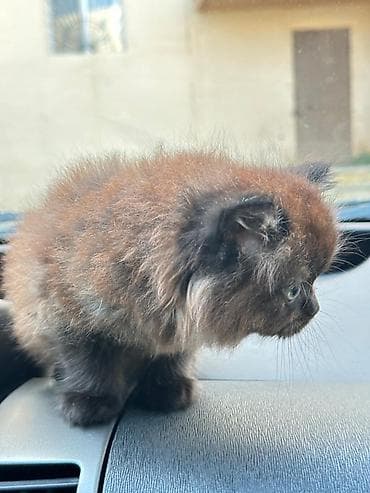 sfinks pişik: Britan — 9