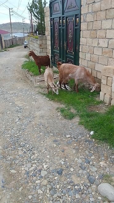 Məhsul: Keçilər (törəmə və süd üçün uyğun) Təsvir: - Şəkillərdə bir