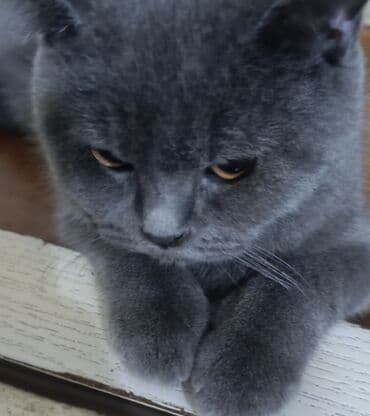 heyvan cütləşməsi: Britan — 3