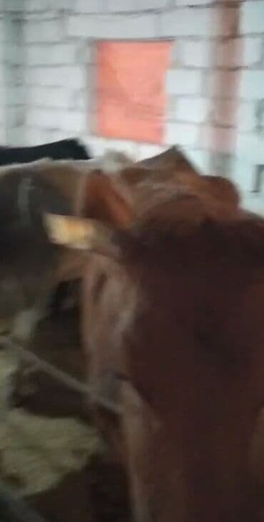 Коровы, быки: Самка, лет: 2, Для мяса — 9