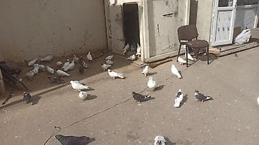 ucuz goyərcin: Ev göyərçinləri – müxtəlif rəng və naxışlarda - Növ: evdə bəslənən — 6