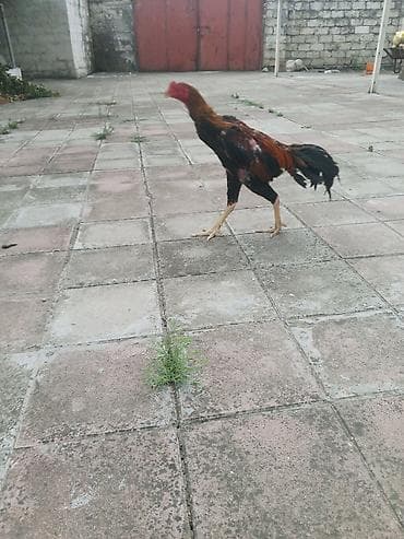 qus adlari: FƏRƏSİDƏ VAR, 7 SİN YUMURTAYİB — 4