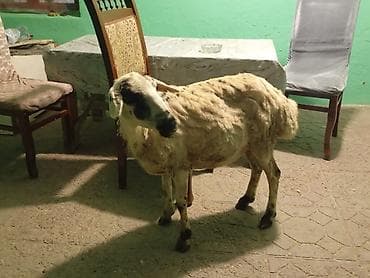afcarka it adlari: Qoyun – yerli cins - Cins/type: Yerli qarabaş tipli qoyun (qara-ağ — 1