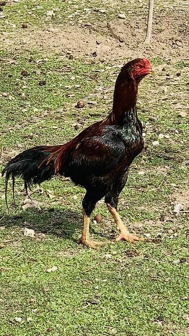 tap az heyvanlar: 11 aylıqdır — 2