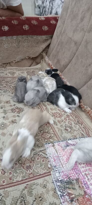 afçarka balası: Akor balası 10m — 17