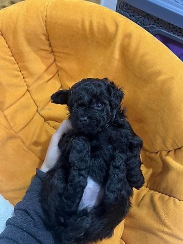 it satisi balaca: Pudel, 1 ay — 7