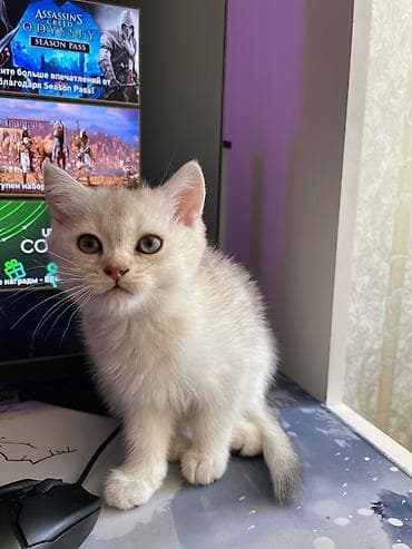 Gəmiricilər: Siam, Erkək, Dişi, Yaxşı əllərə, Ünvandan götürmə, Pulsuz çatdırılma, Ödənişli çatdırılma — 8