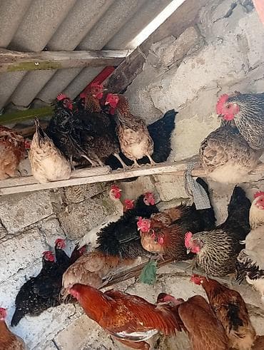 balaca it cinsleri: Məhsul: Yerli toyuqlarıdi gecen ilin fereleridi yumurtuya düşüblər — 6