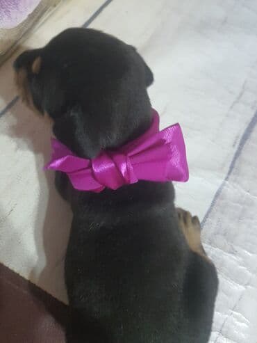 ingilis setteri it cinsinin adı: Doberman, 1 ay, Dişi, Ödənişli çatdırılma, Ünvandan götürmə — 3