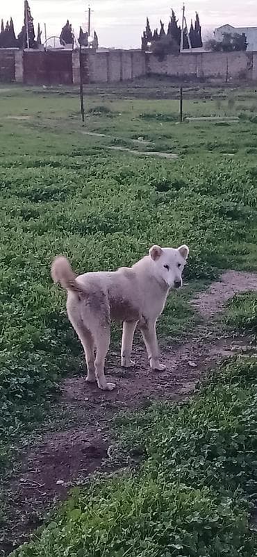 sivas kangal kanqal iti: Qurdbasar, 6 ay, Dişi, Peyvəndli, Ödənişli çatdırılma — 9