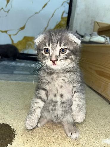 pişiy: Balaca pişik balaları – evdə böyüdülmüş, mehriban və oyuncaqlarla — 4