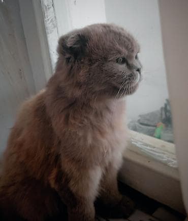 Шотландская, Самка, Для вязки, Самовывоз — 3