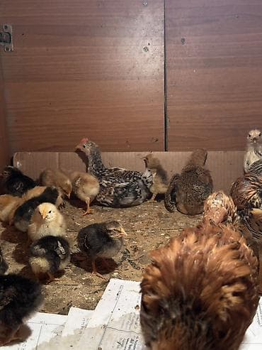 cücə gəncə: Toyuq cücələri, Damazlıq — 2