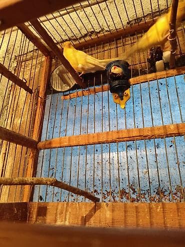 su qabı: Bül Bül əldən qorxmur bul bul salovey əl quşu rucnoy Sarı kanareyka – — 8